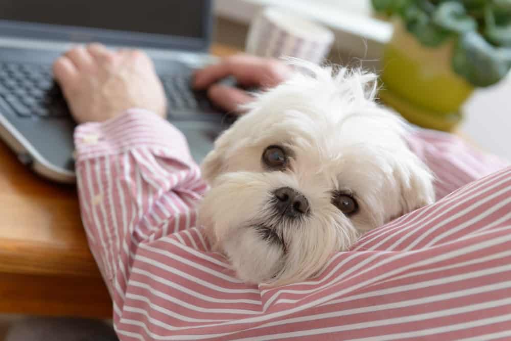 Working from Home: Chapter One – The Dog will Bark during your Meeting